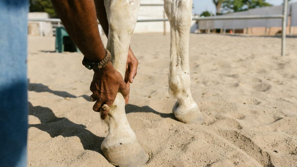 Close-up of a man's hands holding a horse's leg on a sandy surface outdoors in daylight.