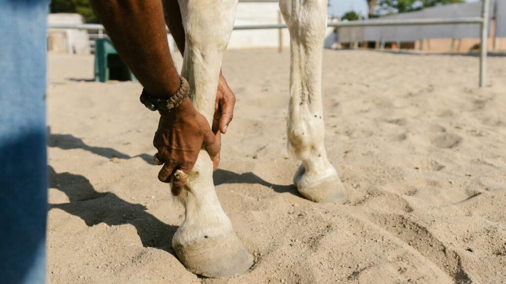 a man's hands holding a horse's leg on a sandy surface outdoors in daylight.