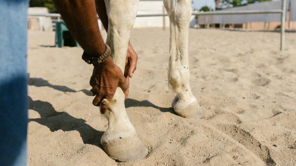 Close-up of a man's hands holding a horse's leg on a sandy surface outdoors in daylight.