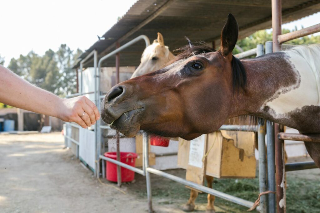 Close-up of a horse being fed by hand at a rural farm. Natural light, daytime scene.