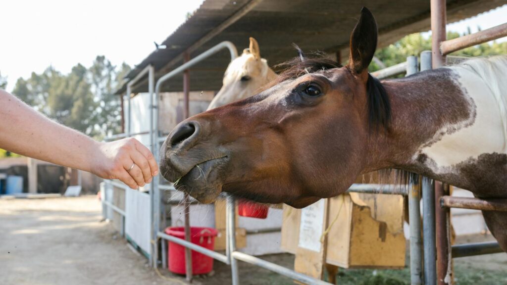 Close-up of a horse being fed by hand at a rural farm. Natural light, daytime scene.
