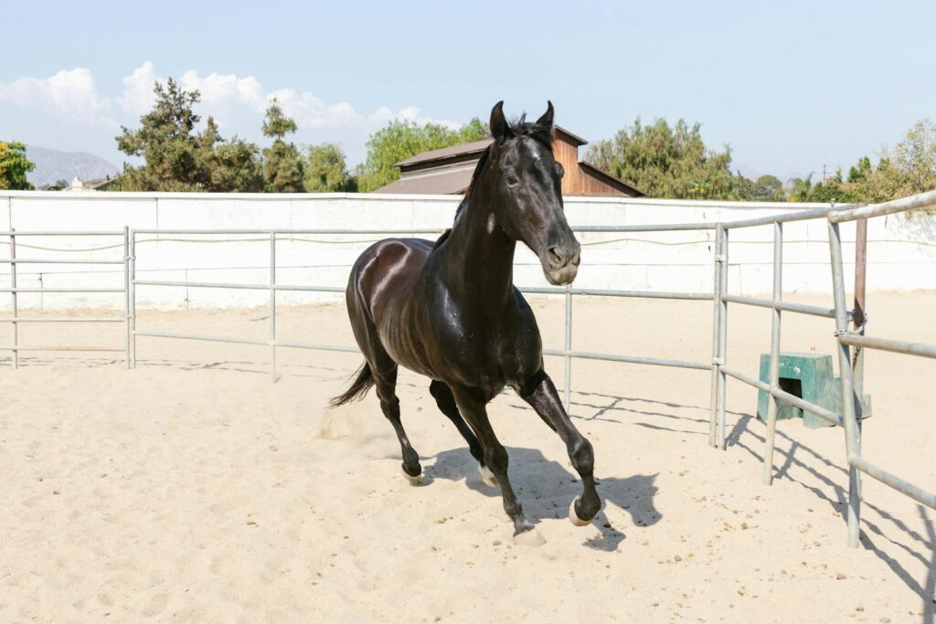 A stunning black stallion gallops freely in a sunlit sandy paddock, showcasing its elegance and strength.