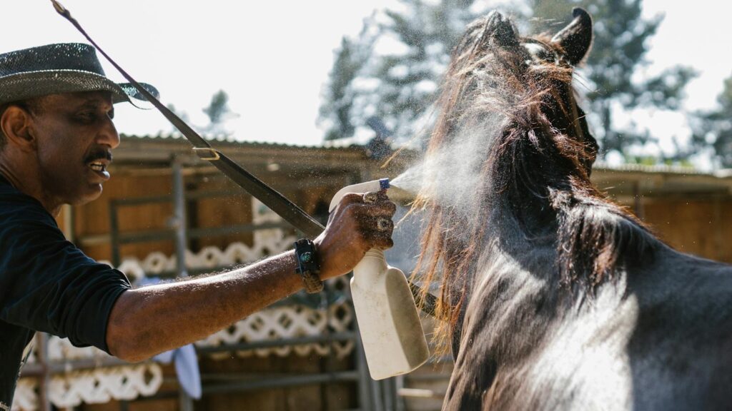 A man applies fly repellent to a horse using a spray bottle on a sunny day.