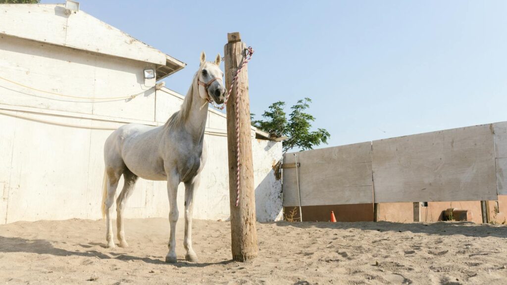 White horse secured to a post in a sandy outdoor stable on a sunny day.