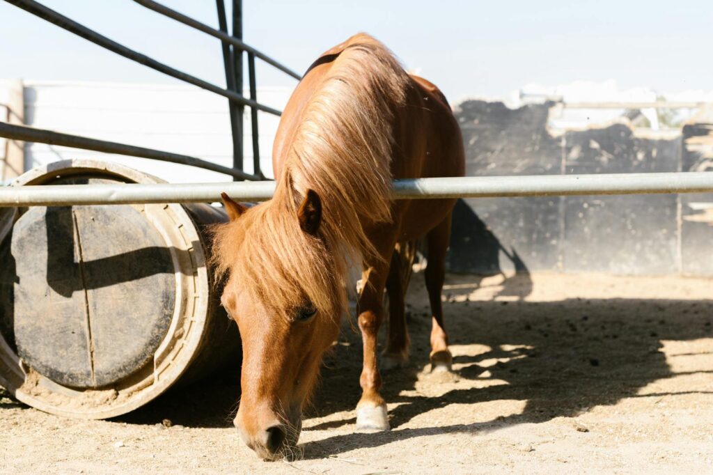 A brown horse grazes peacefully in a sunlit stable yard, showcasing its long mane.