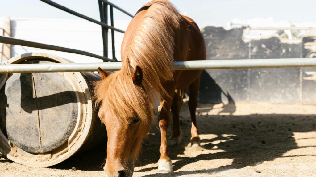 A brown horse grazes peacefully in a sunlit stable yard, showcasing its long mane.