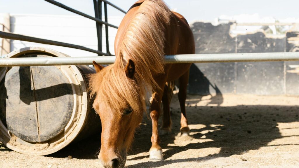 A brown horse grazes peacefully in a sunlit stable yard, showcasing its long mane.