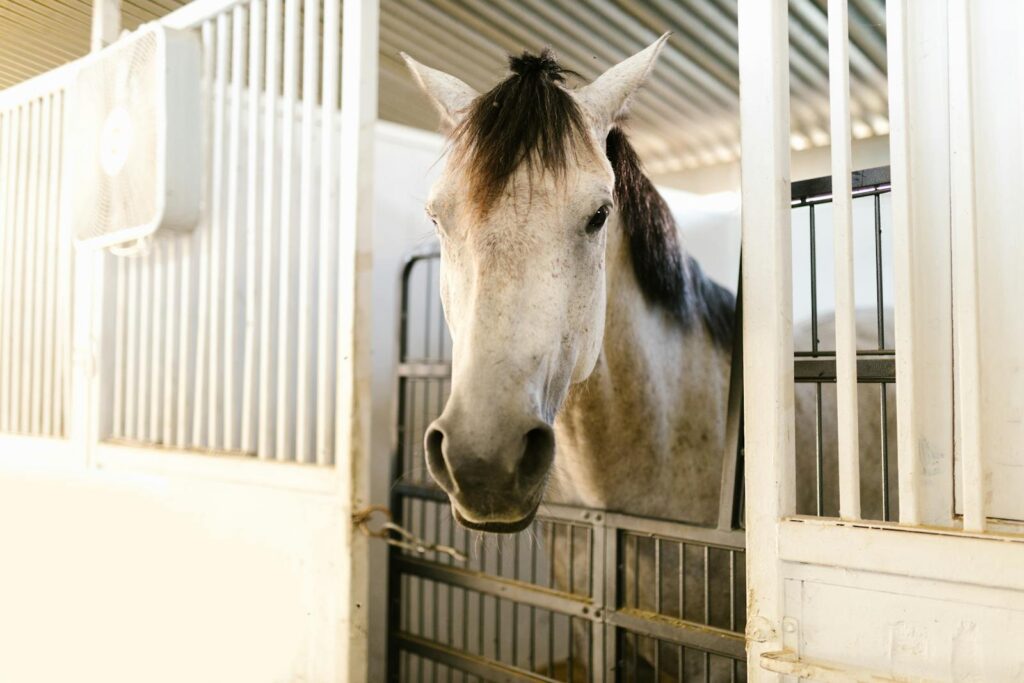 White horse captured in a bright stable environment
