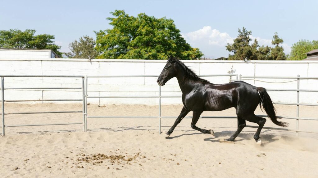 Black horse running freely in a sandy corral on a sunny day, showcasing grace and power.