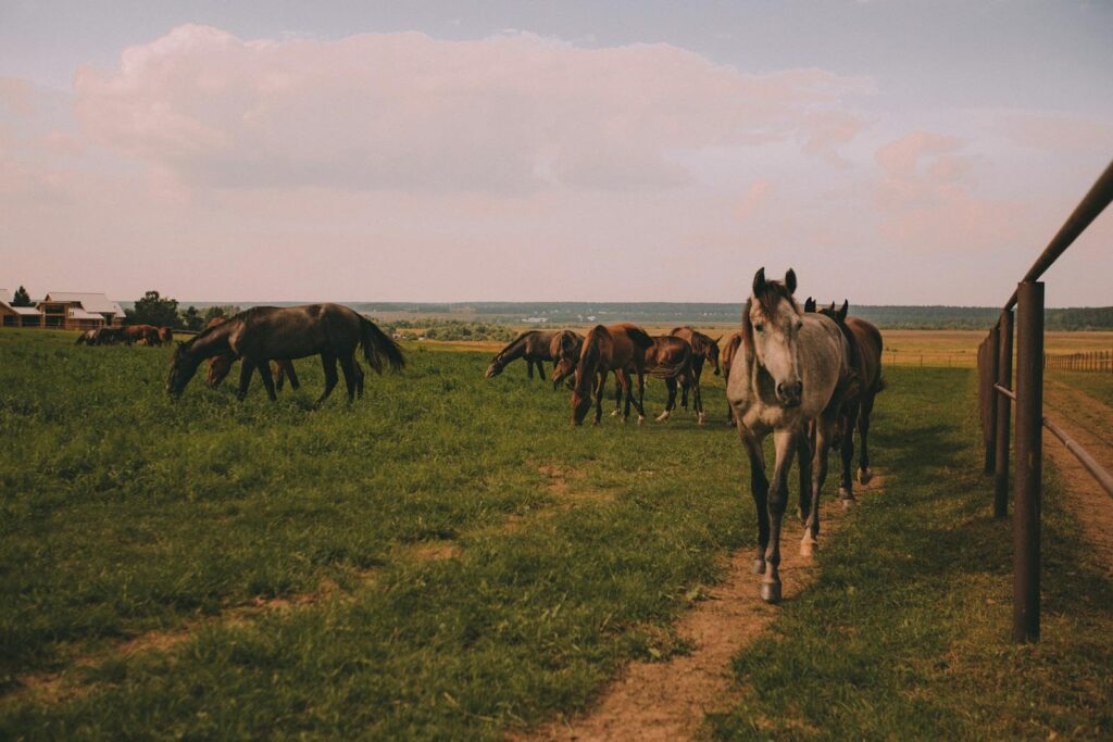 A herd of horses grazing in a lush green field on a sunny day, showcasing rural life.