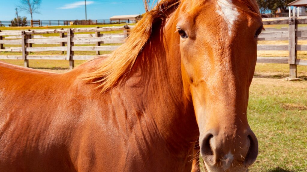 brown horse standing on brown wooden fence during daytime