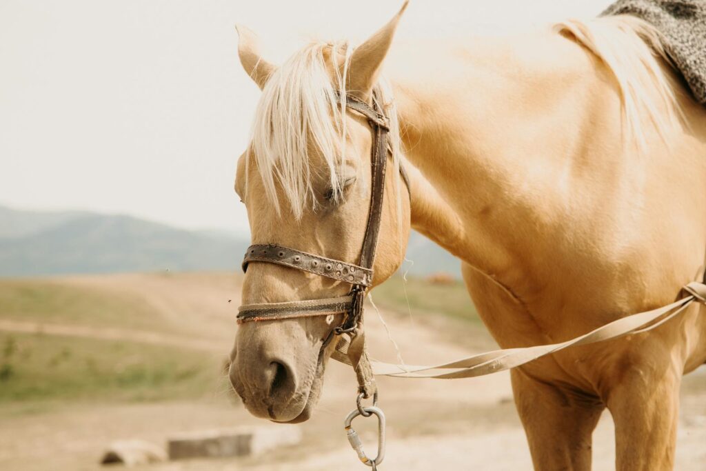 Close-up of a palomino horse wearing a bridle