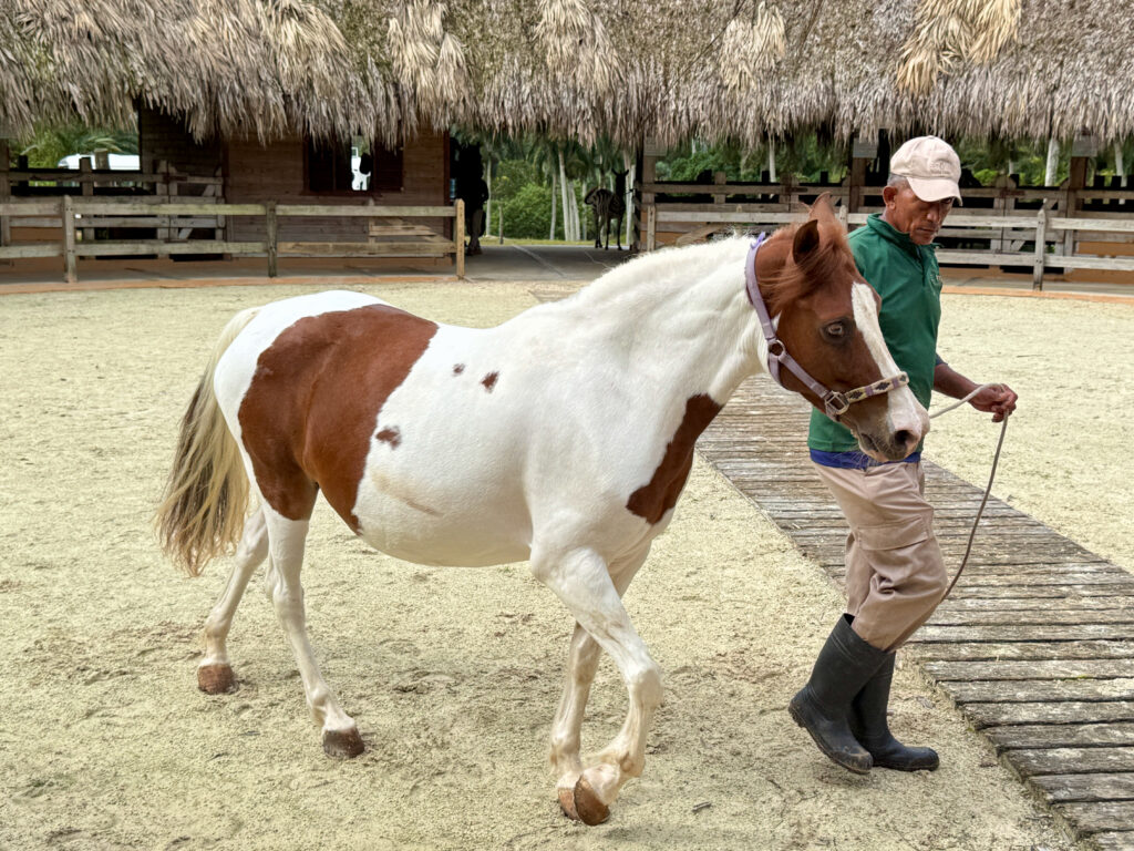 American Paint Horse