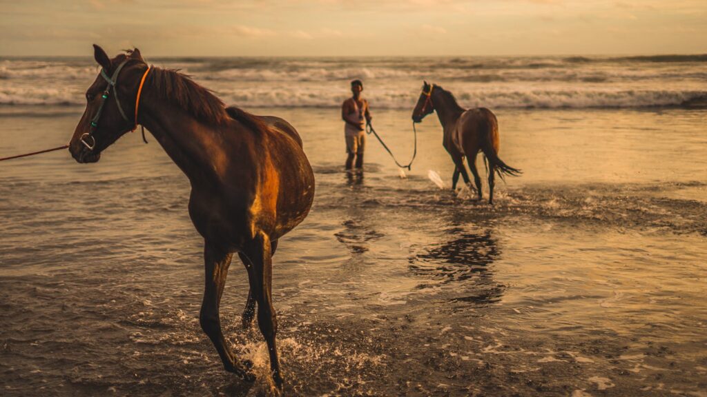 A man leads horses through the ocean waves at sunset, creating a serene equestrian scene.