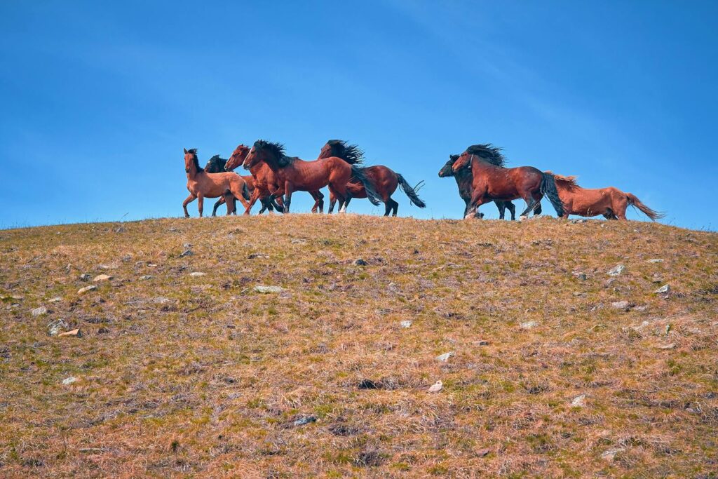 A breathtaking view of a herd of wild horses galloping across a grassy hill under a clear blue sky.