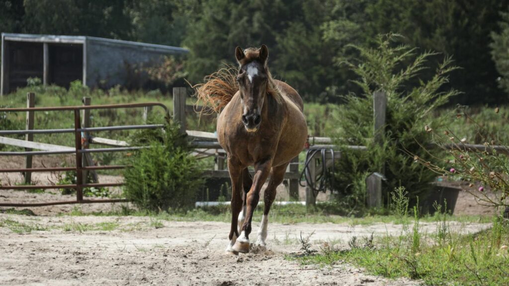 A brown horse gracefully gallops through a rural paddock, surrounded by greenery and rustic fencing.