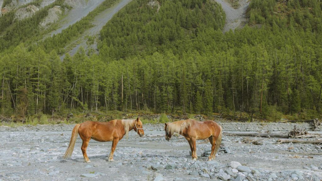 Two brown horses standing on rocky terrain against a forested mountain backdrop.