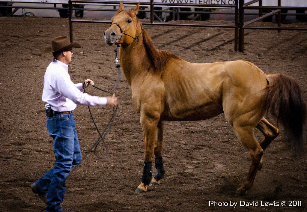 Nervous Horse