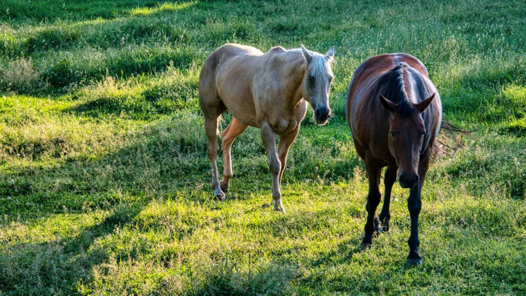 Two horses graze peacefully in a sunlit green field providing a serene countryside scene.