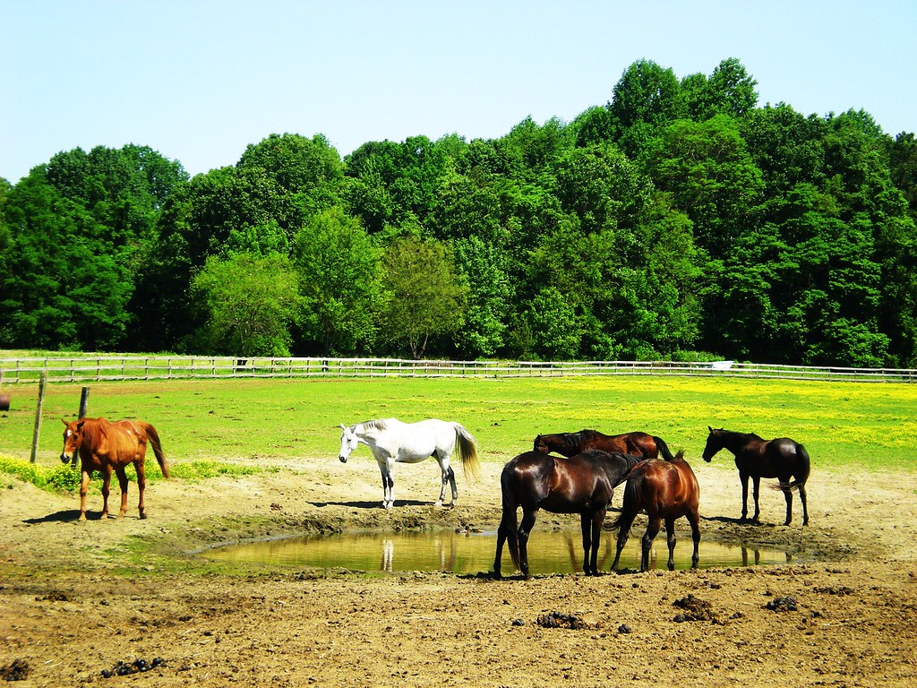 Horse drinking water