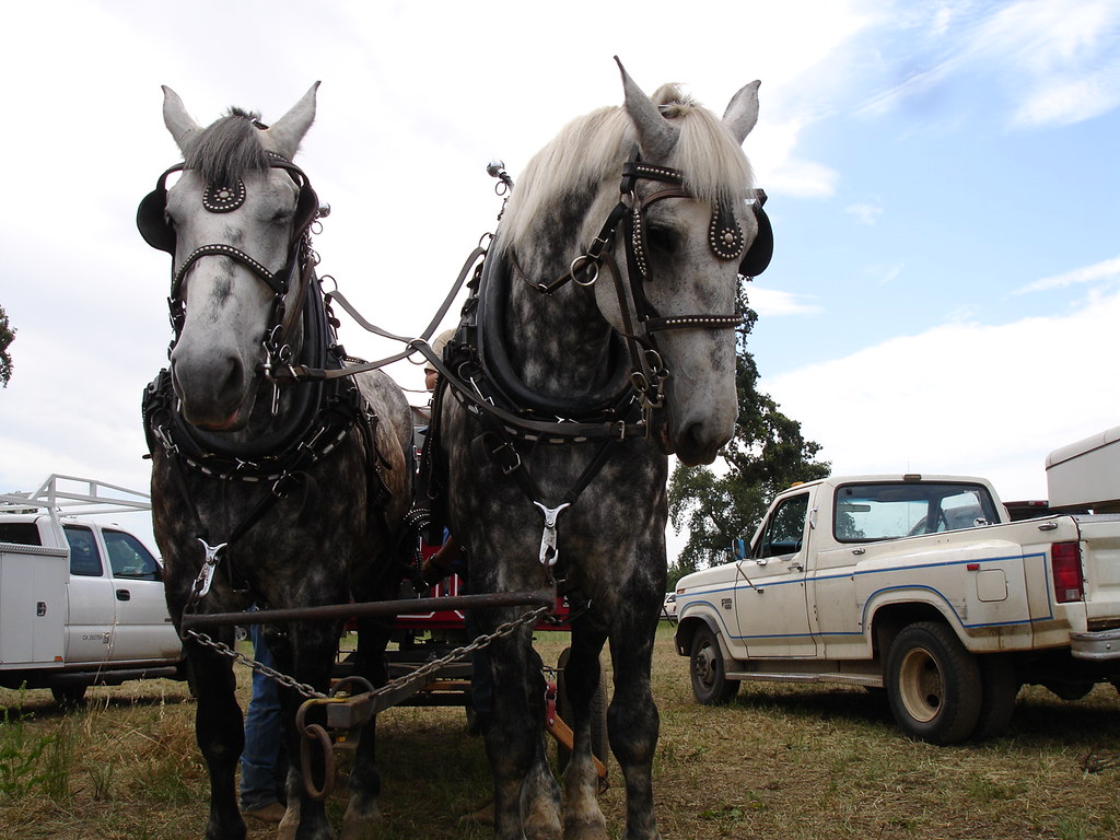 Two Percheron Horse