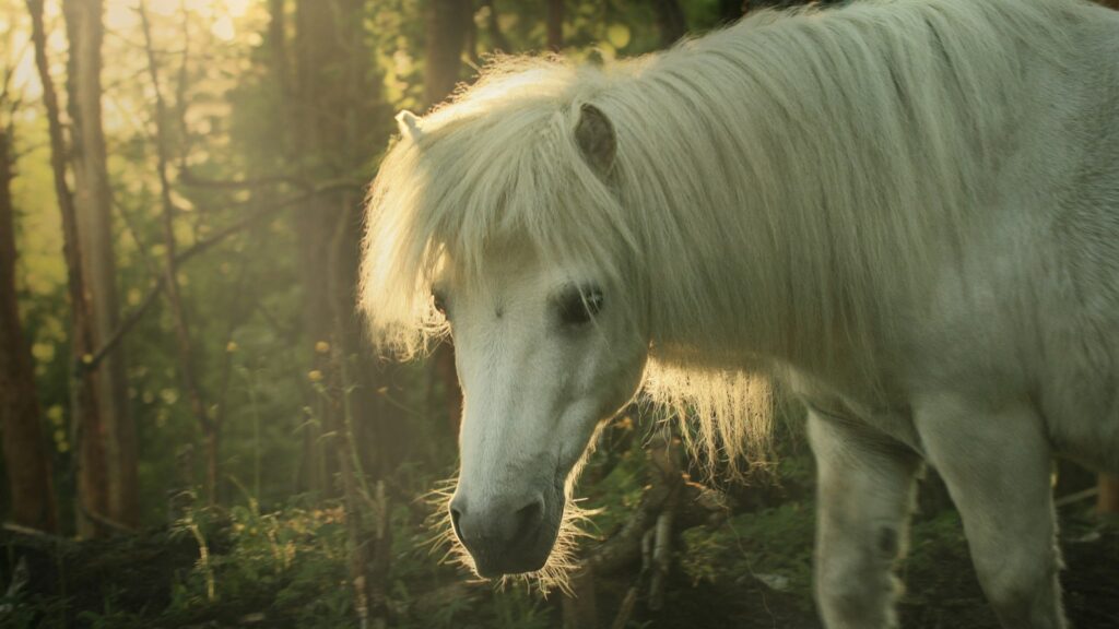 A white horse walking through a forest filled with trees