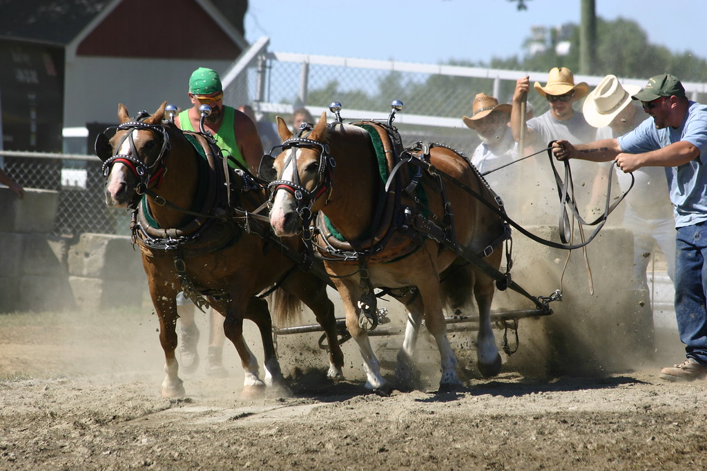 Horses pulling concrete blocks