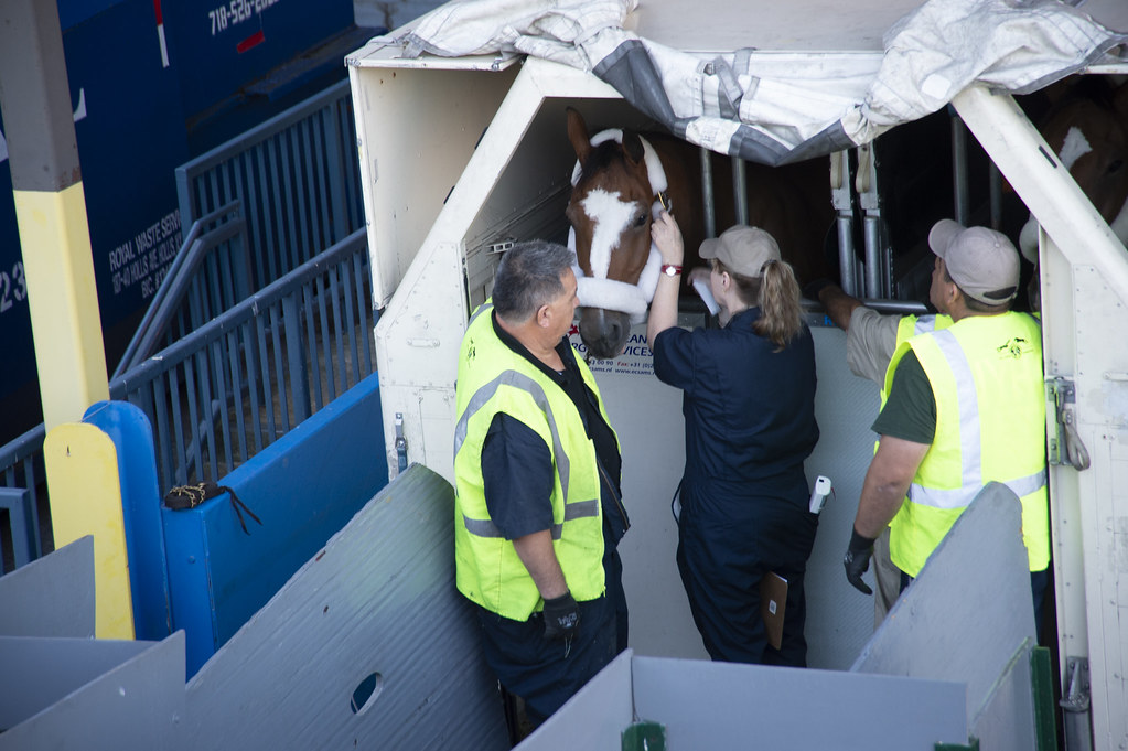 Horse got checked out by veterinarian