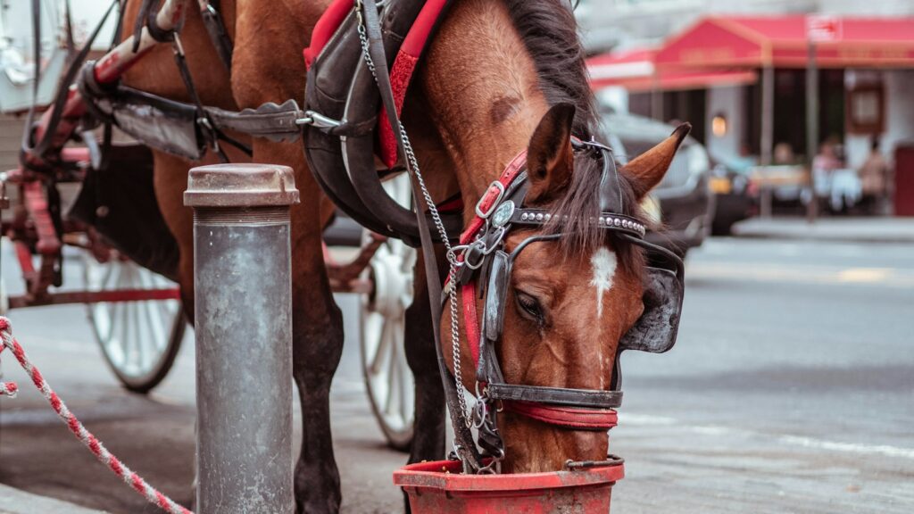 selective focus photography of brown horse
