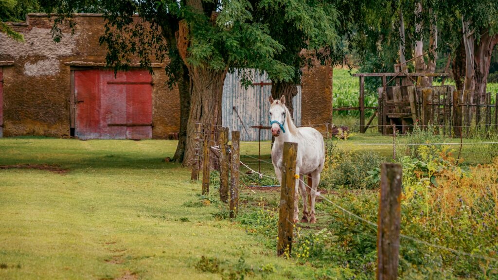 a white horse standing next to a wooden fence