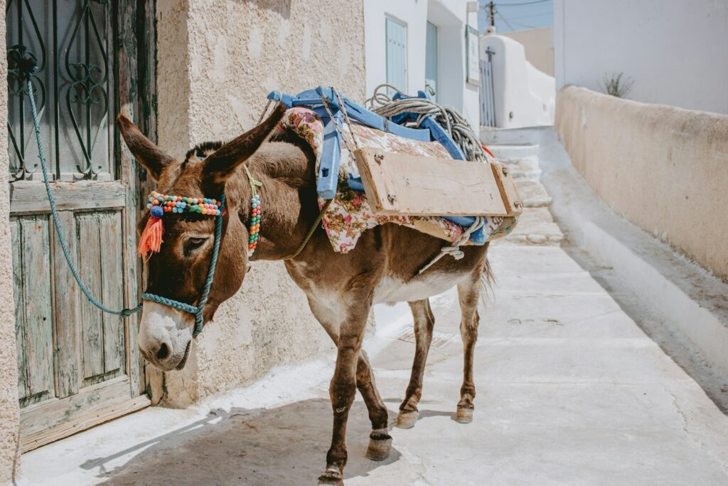 Donkey with white and red carriage on the street