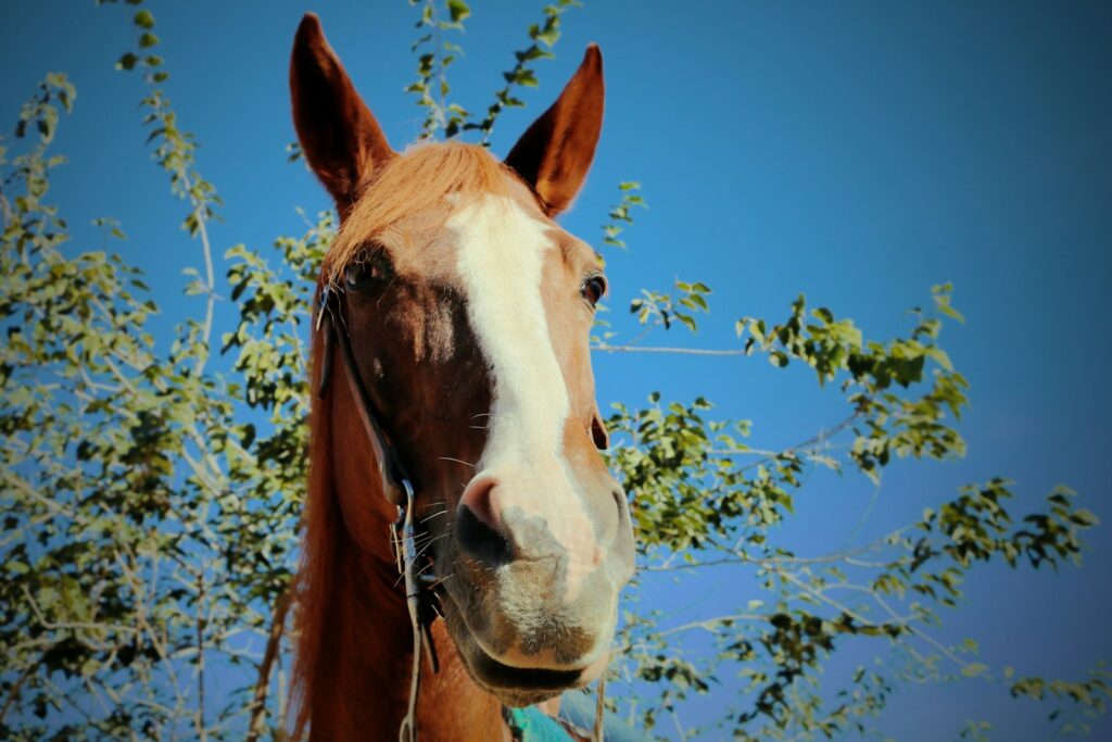 Horse near green leaves