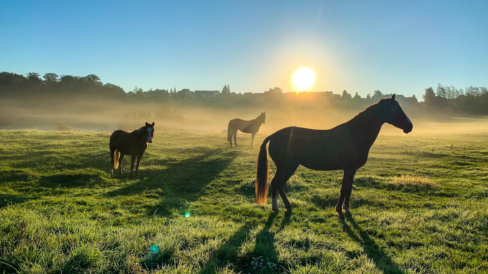 Brown horse on green grass field during daytime