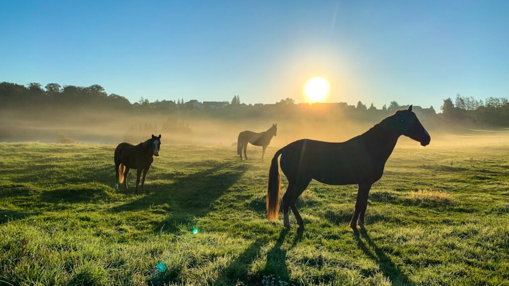 brown horse on green grass field during daytime
