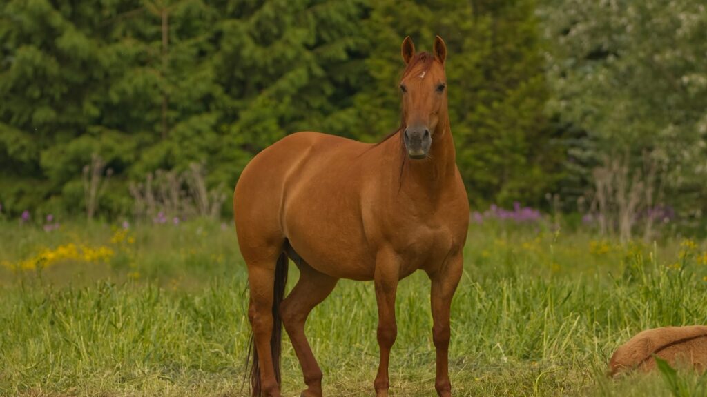 A brown horse standing in the green field