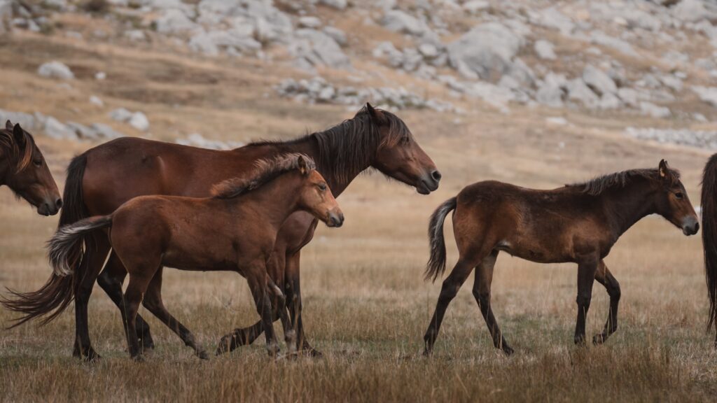 A herd of horses walking across a dry grass field