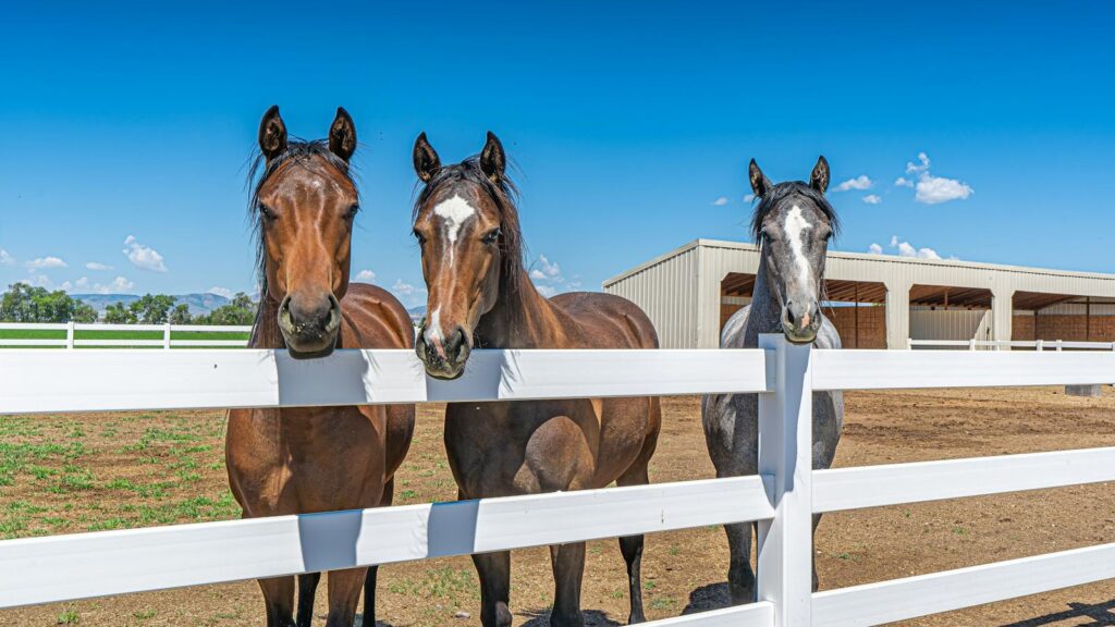 Three horses standing by a white fence in a rural horse farm under a clear blue sky.