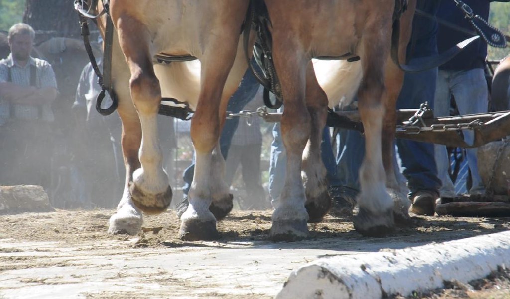 Horse legs