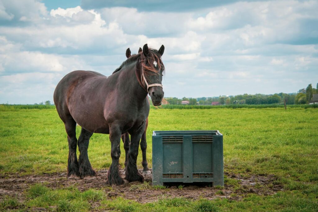 Two Belgian draft horses stand in a lush green field