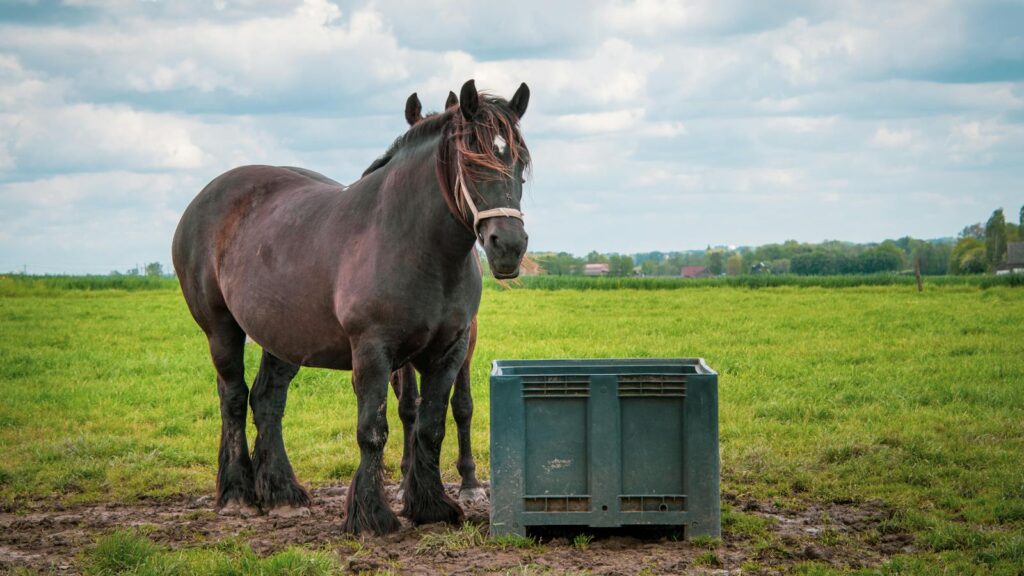Two Belgian draft horses stand in a lush green field under a cloudy sky.