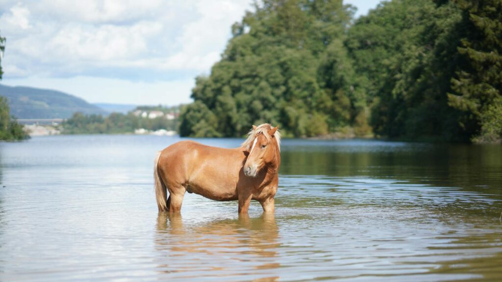 A chestnut horse stands gracefully in a serene lake surrounded by lush greenery under a bright sky.