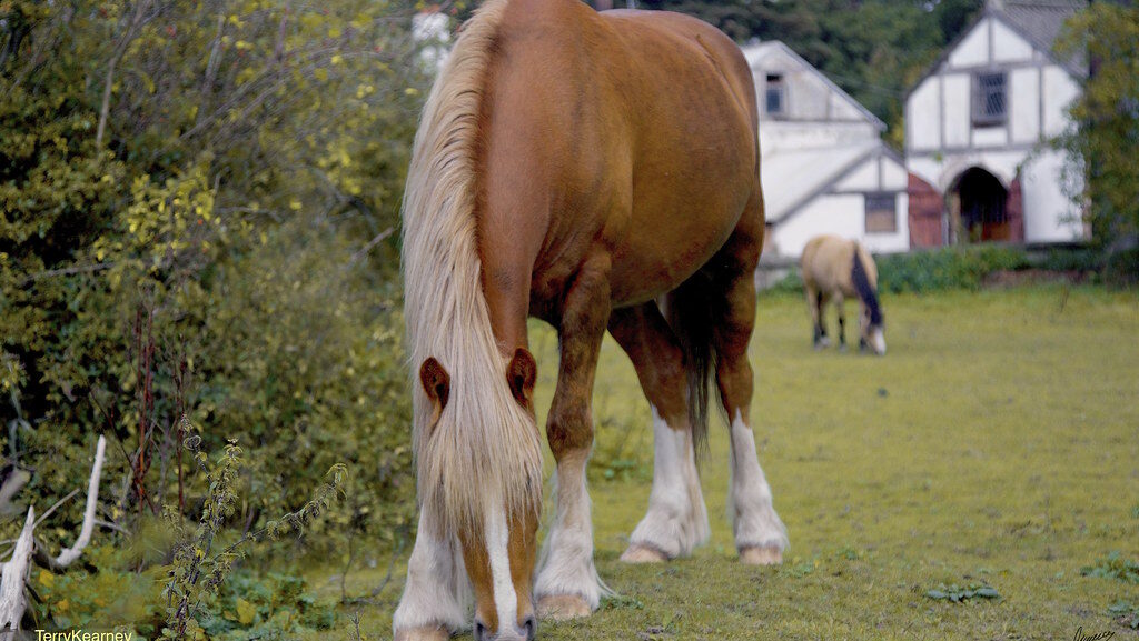 A horse in gazing in the grass