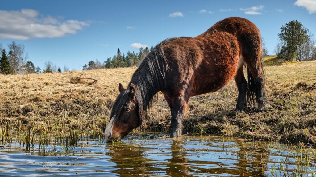A brown horse drinks from a serene pond in a pastoral meadow under sunny skies.