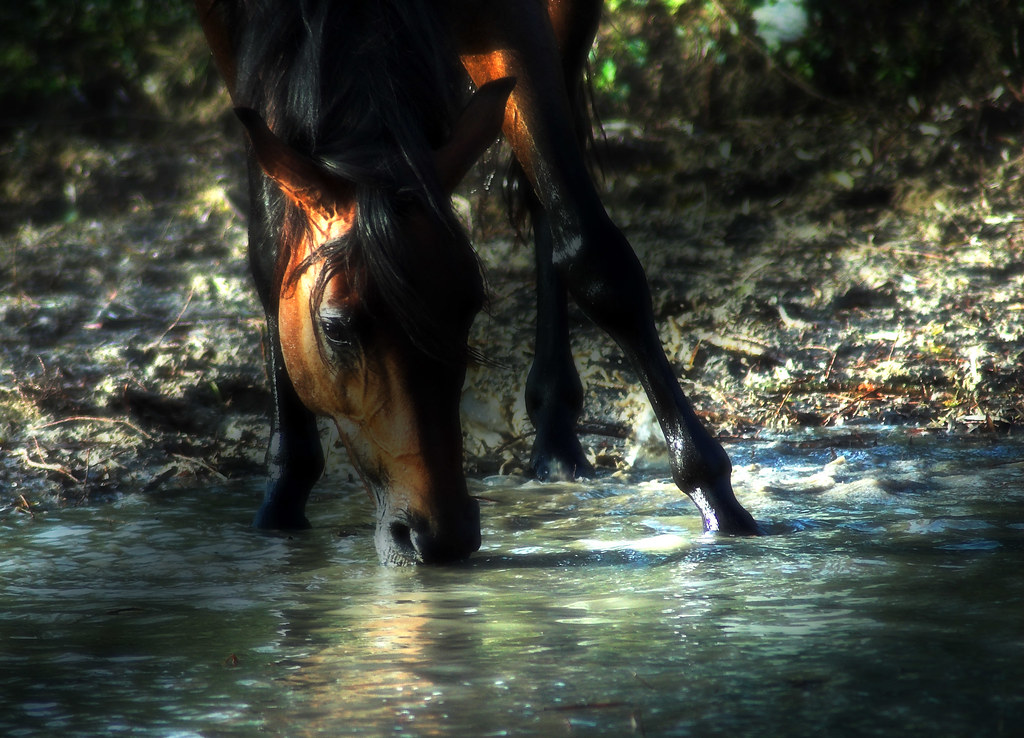 Arabian horse drinking water