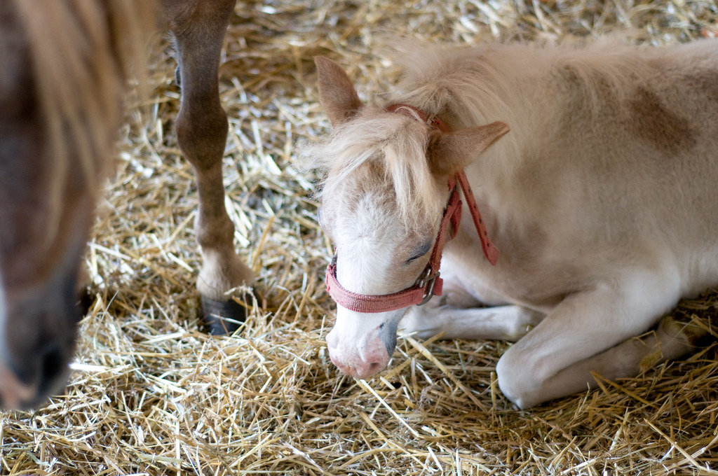 Horse upset