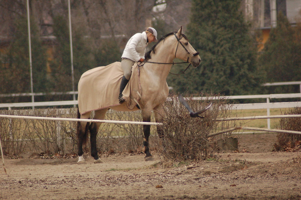 Human and horse