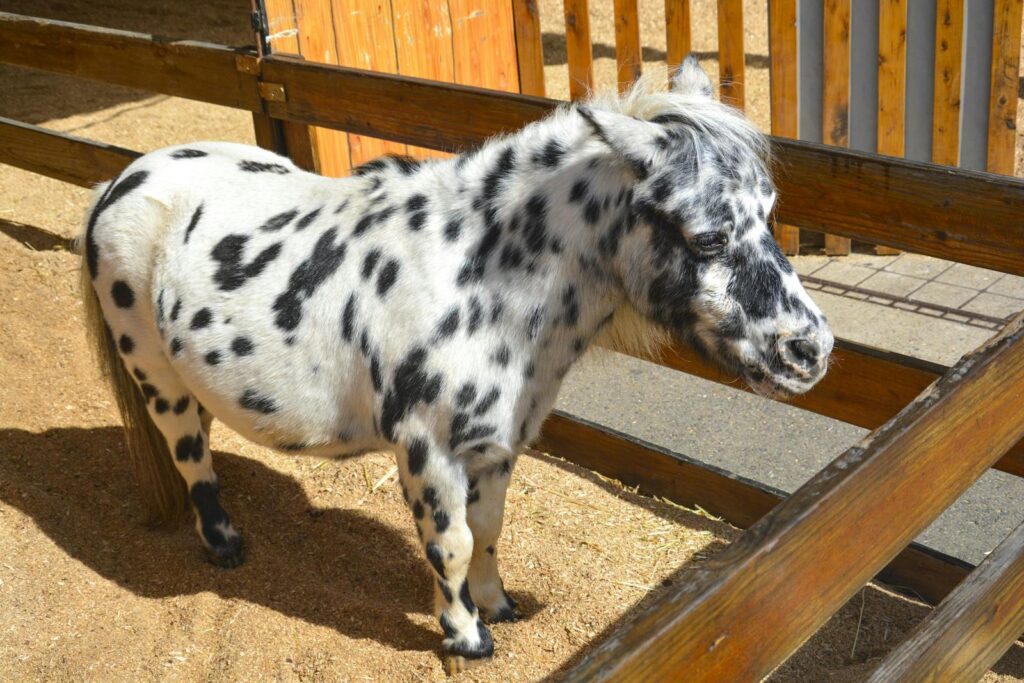 Adorable spotted miniature pony in a sunlit paddock