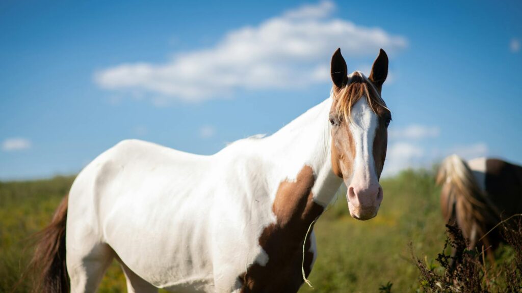 Beautiful American Paint Horse standing gracefully in a sunlit meadow, showcasing its striking coat pattern.