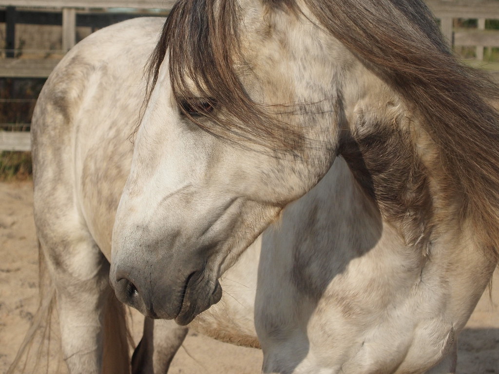 Lusitano Horse Closeup