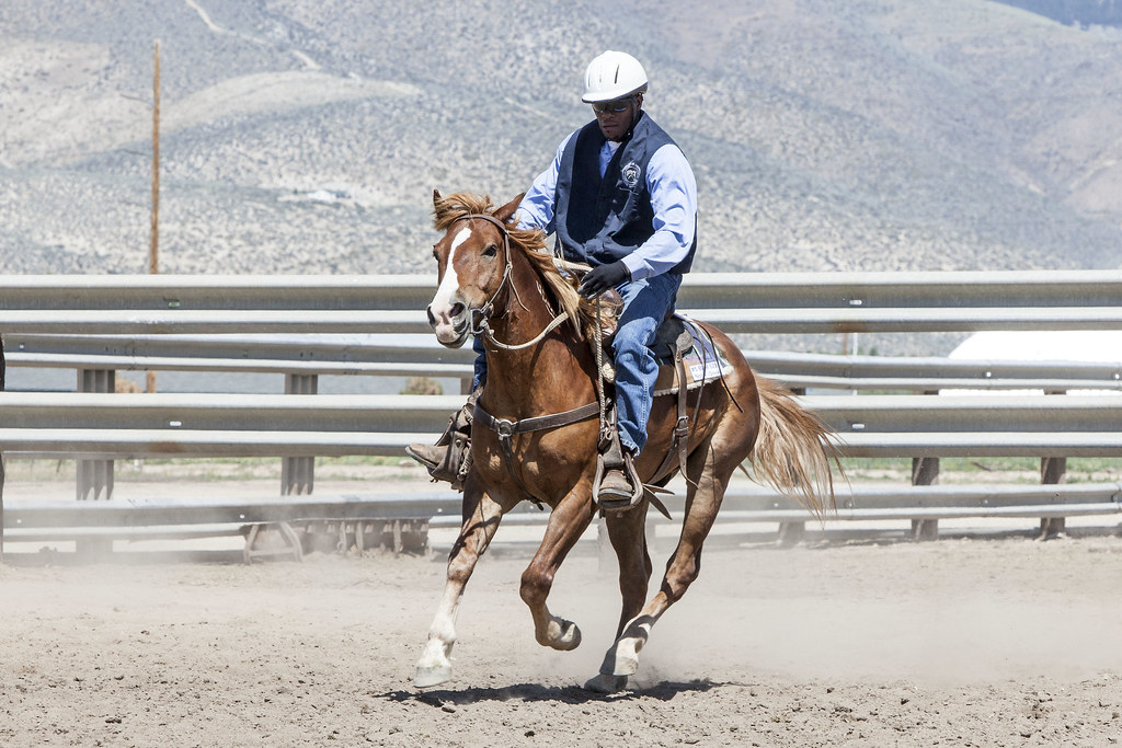 Saddle-Trained Wild Horse